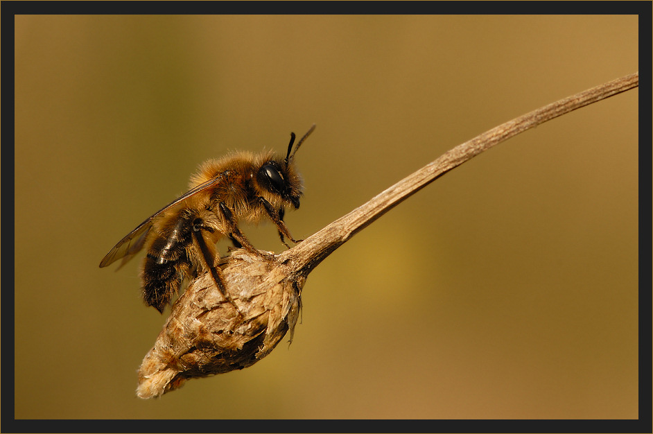 ~ Bienchen im Abendlicht ~