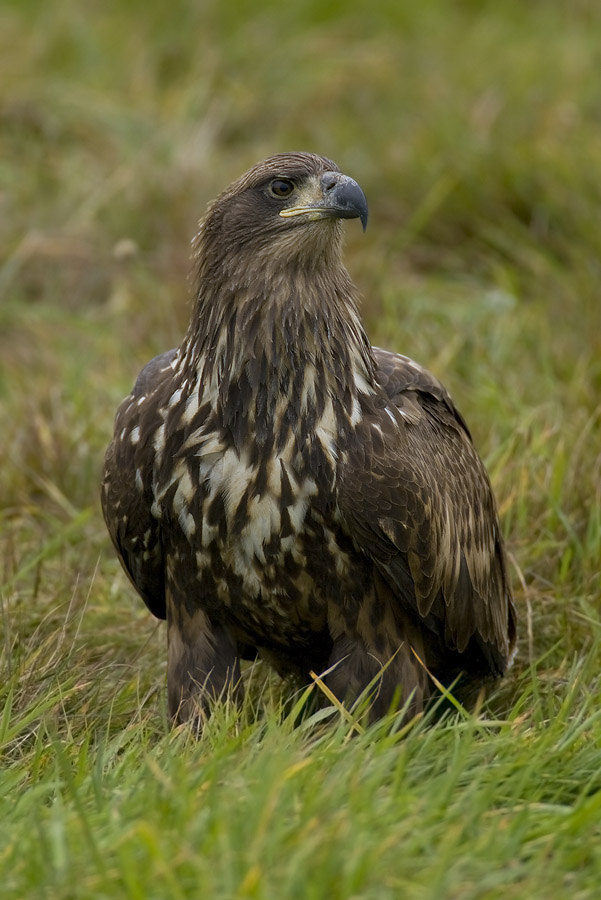 Seeadler