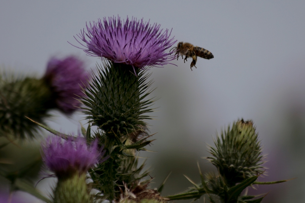 Anfliegende Biene auf Distel
