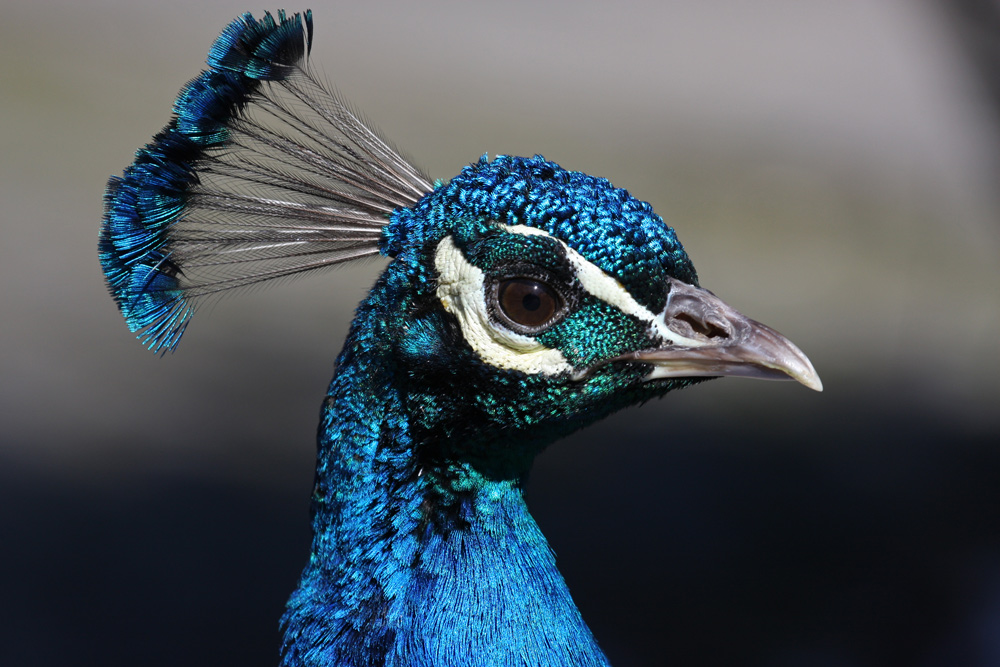 Pfau