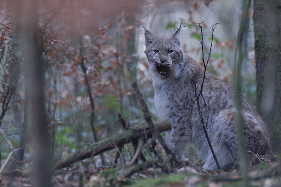 Luchs in natürlicher Umgebung