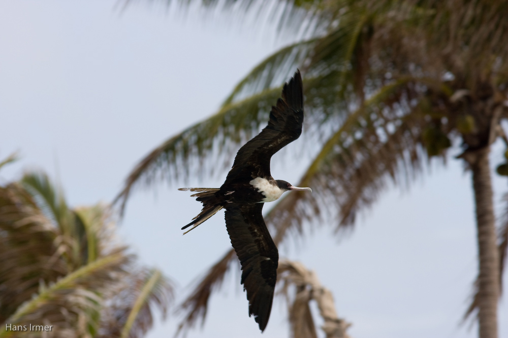 Überflieger