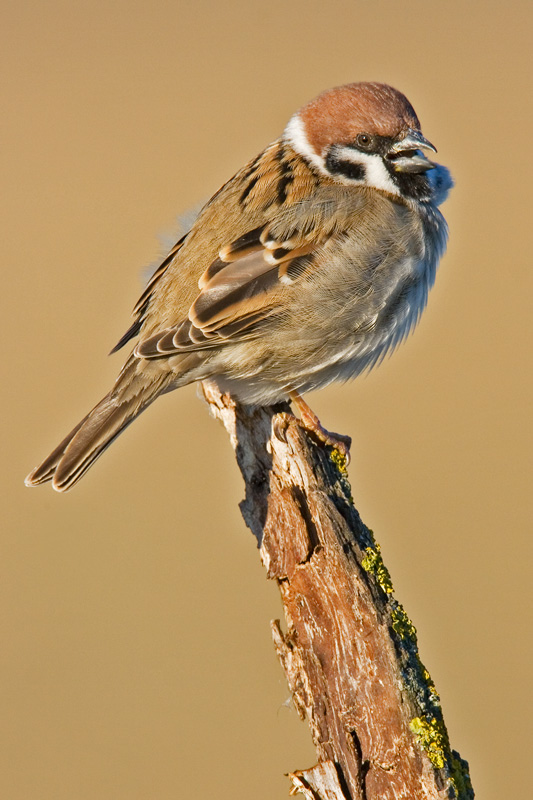 Feldsperling