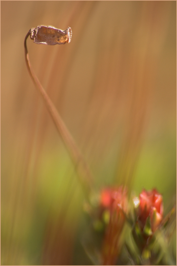 Moosblüte