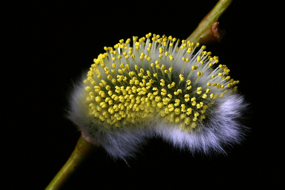 Pollen pur