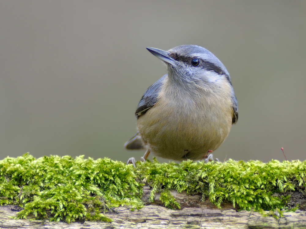 Kleiber (Sitta europaea)