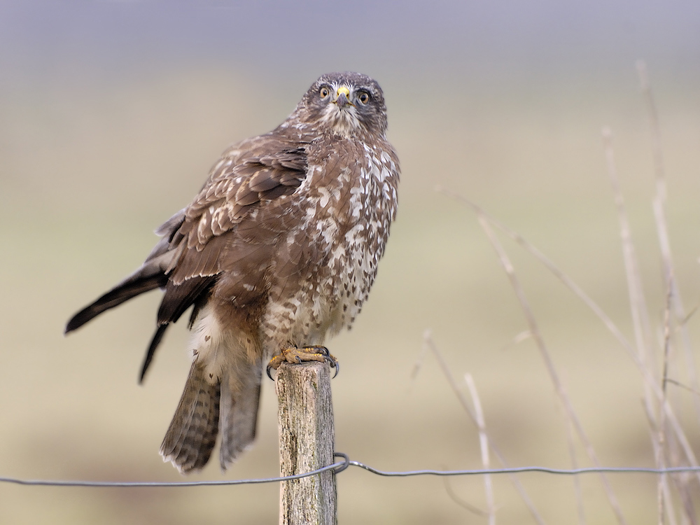 Mäusebussard (Buteo buteo)