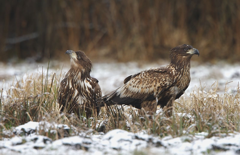 Seeadler 1