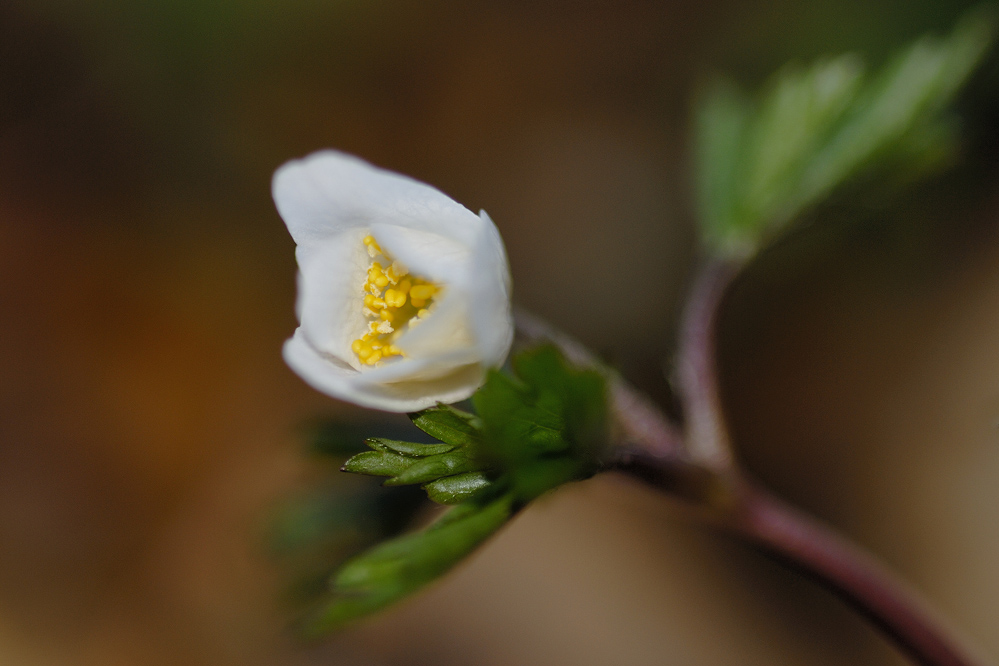 Erstes Buschwindröschen (Anemone nemorosa)