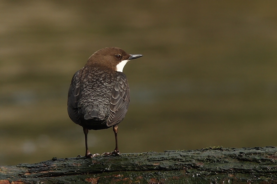 Wasseramsel