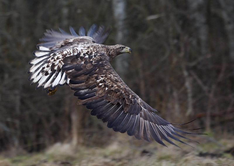 Seeadler 3