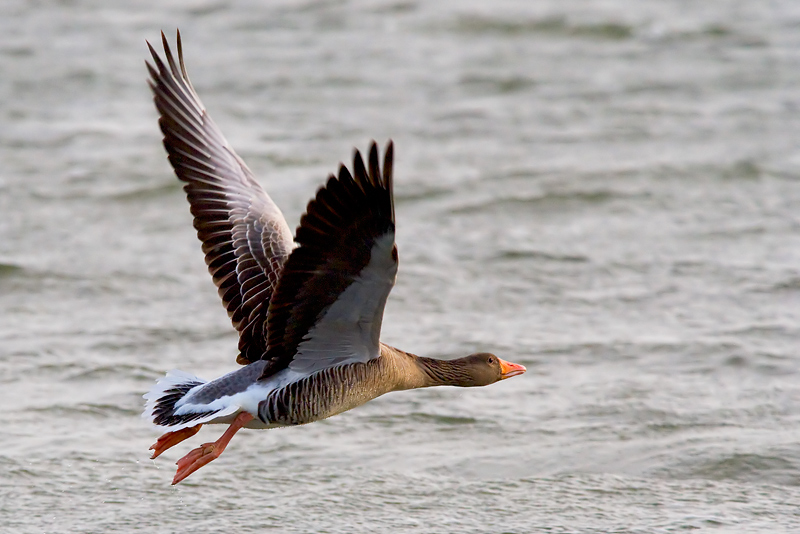 Wildgans im Vorbeiflug