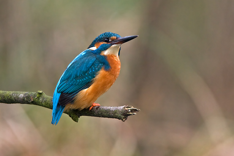 Eisvogel, erneuter Ansitz