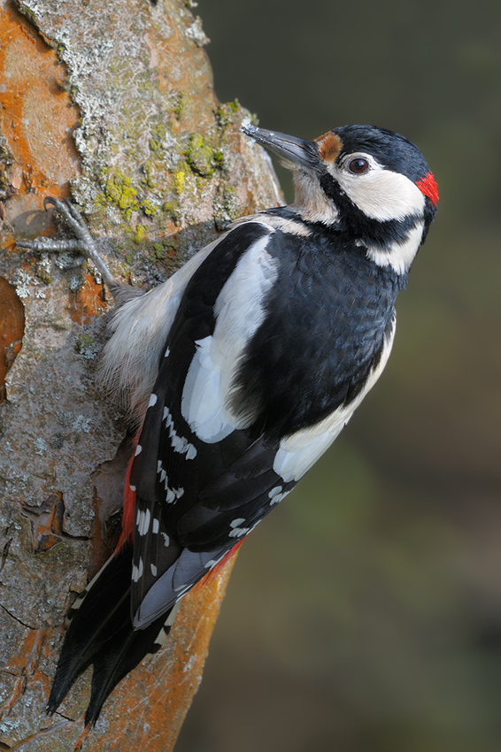 Buntspecht (Forum für Naturfotografen)