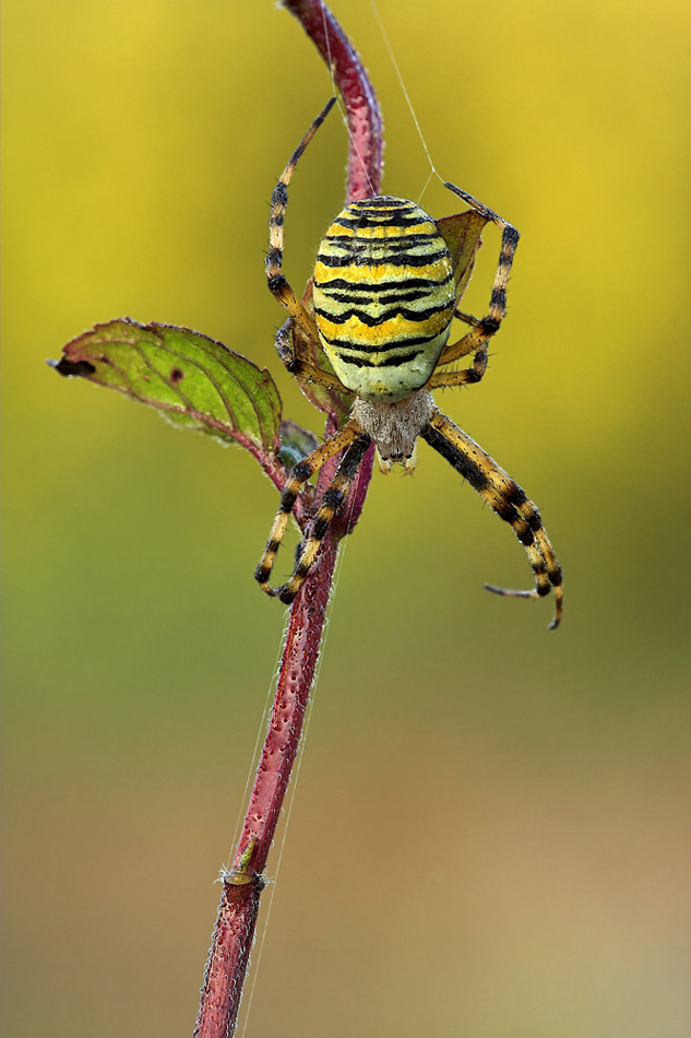 Wespenspinne (Argiope bruennichi)