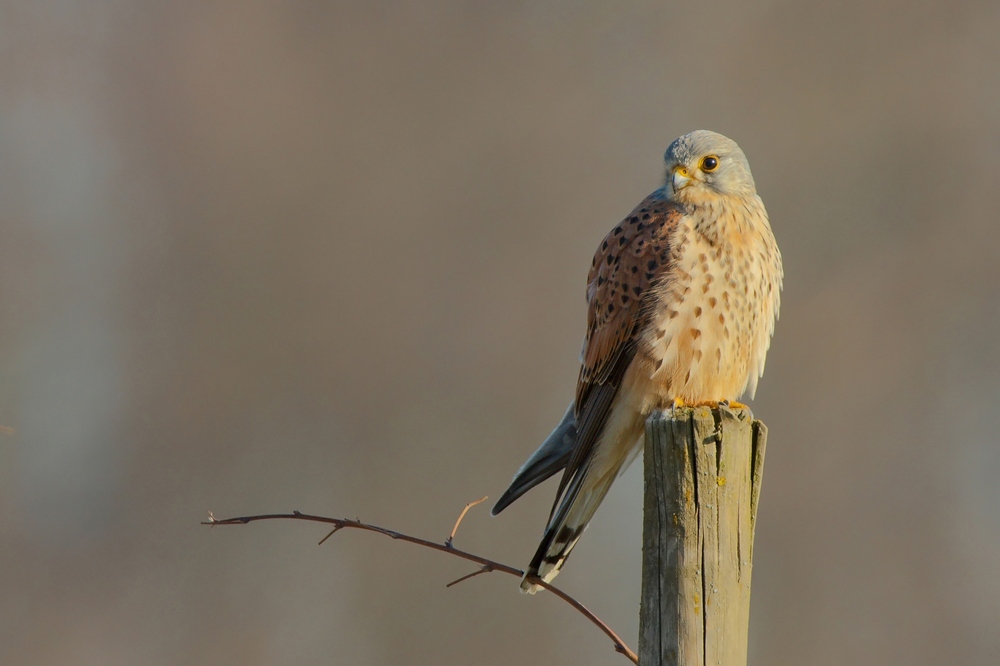 Turmfalke (Falco tinnunculus)