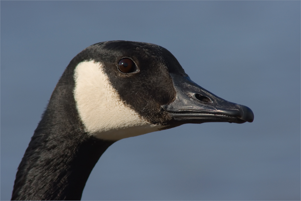 Kanadagans (Branta canadensis)