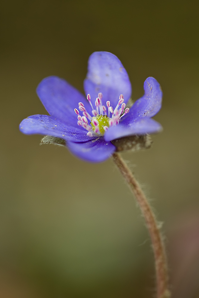 Hepatica nobilis