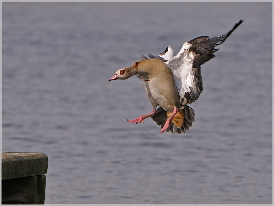 "Achtung, ich (Nilgans) komme"