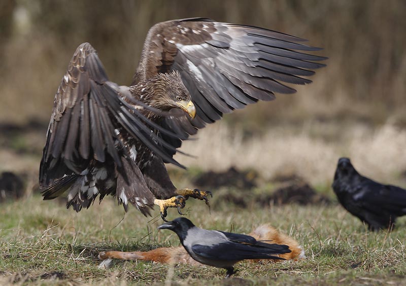 Seeadler 6