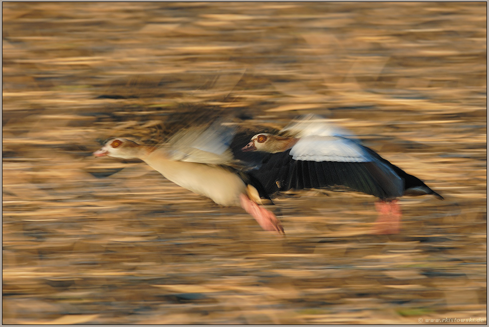 in motion... Nilgänse *Alopochen aegyptiacus*