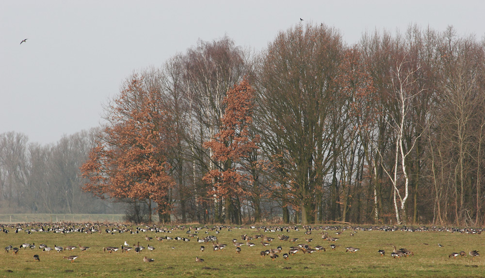 Gänseweide I