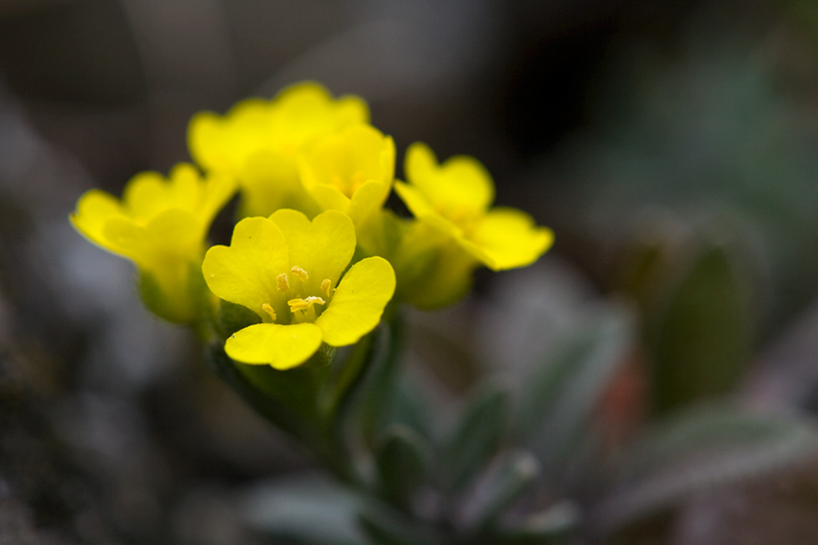 "Die Gelbe Blume IV"