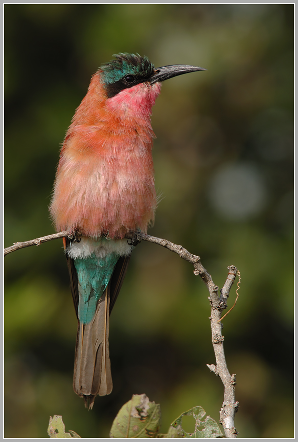 Carmine Bee-eater, Karminspint (Merops nubicoides)