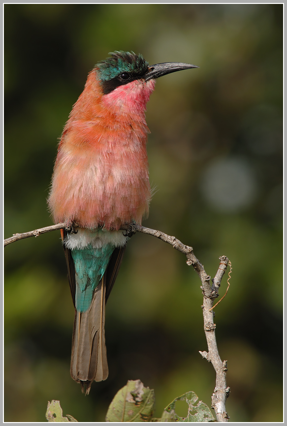 Carmine Bee-eater, Karminspint (Merops nubicoides)