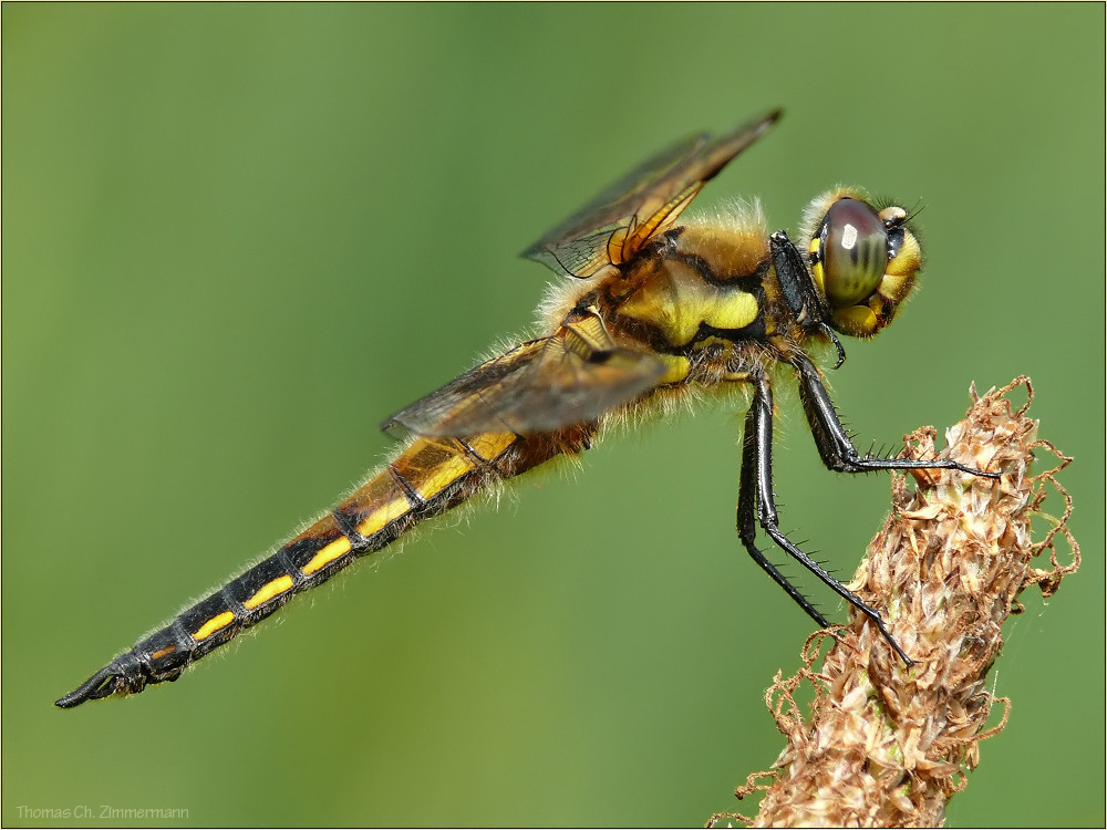 Vierflecklibelle