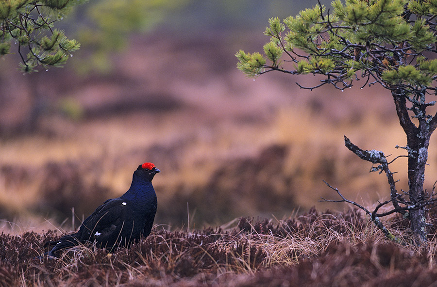 Birkhahn im ersten Morgenlicht.