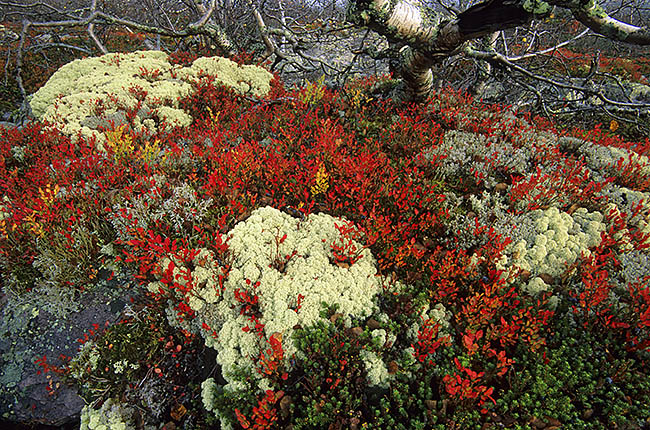 Herbstfarben im Fulufjaellet-Nationalpark