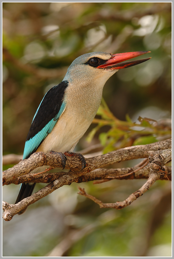 Senegalliest (Halcyon senegalensis)