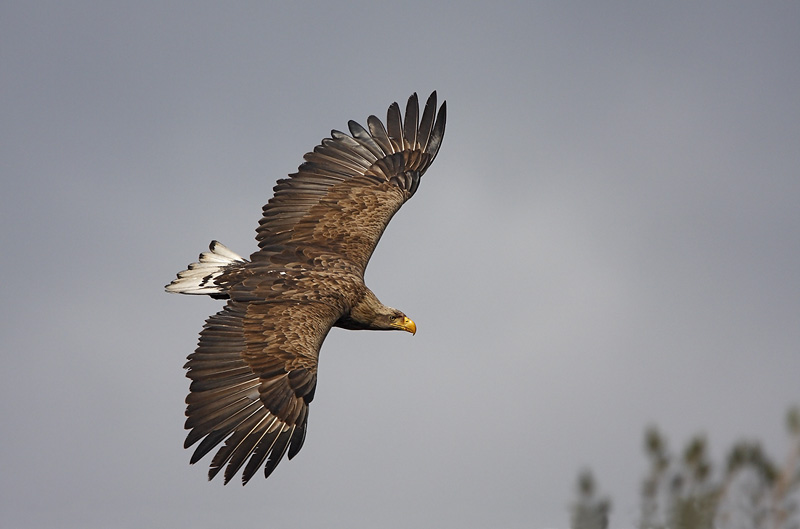 Seeadler 8