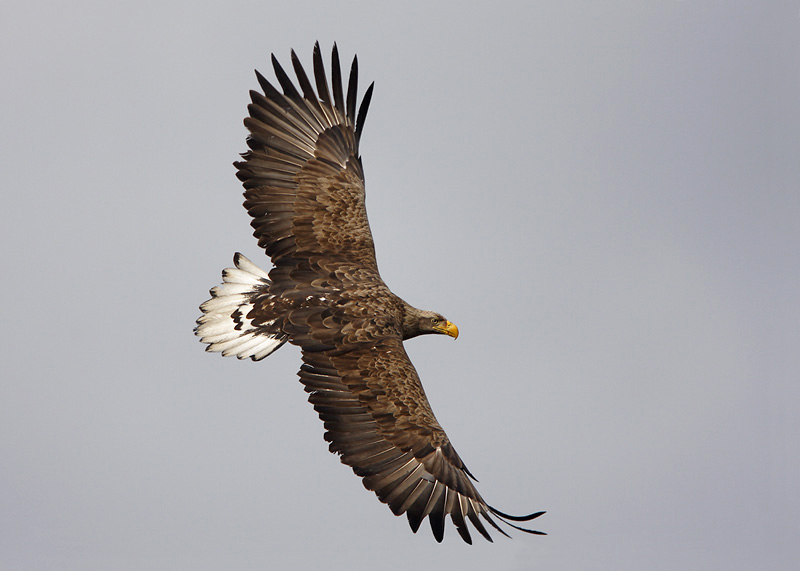 Seeadler 9