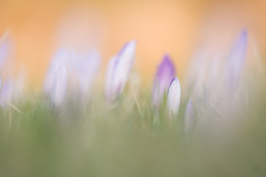 krokus in der abendsonne