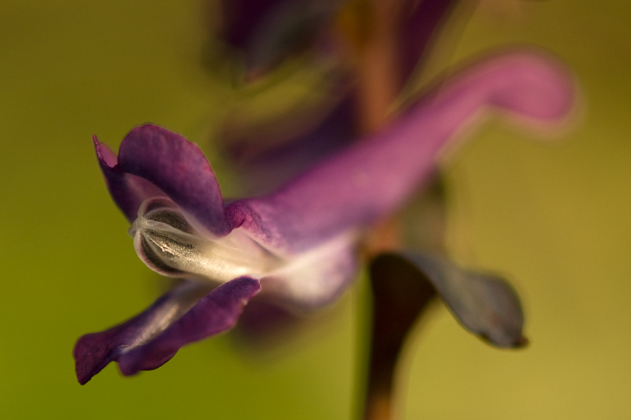 Corydalis cava
