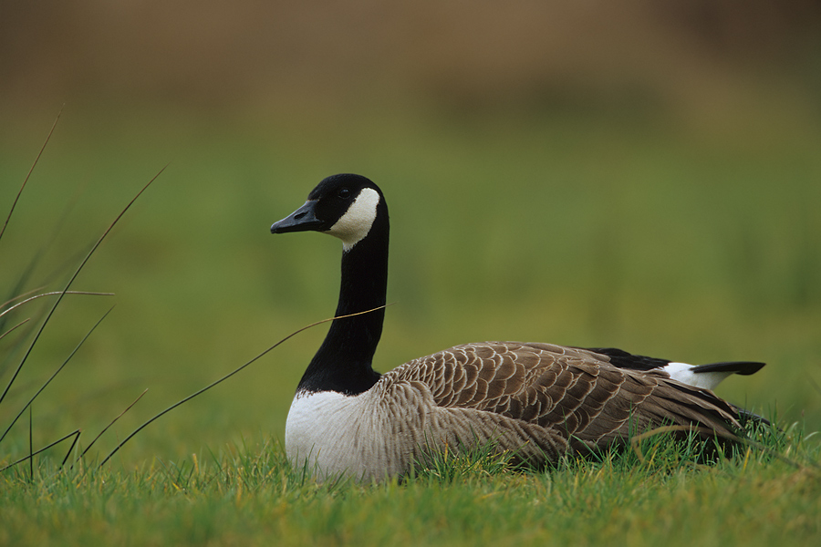 ruhende Kanadagans (Branta canadensis)