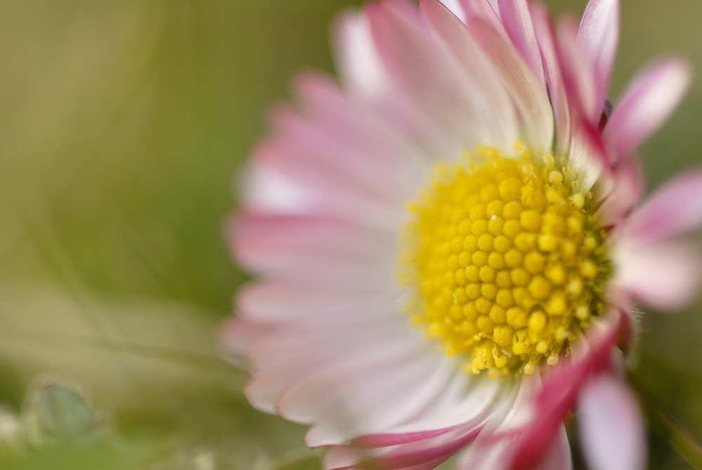 Ein Gänseblümchen für Pascale ;-)