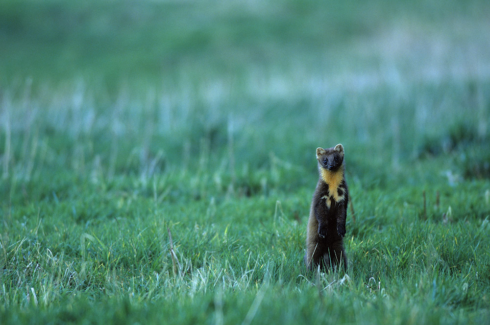 Baummarder