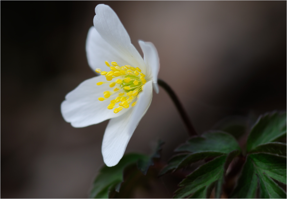 ~ Frühlingserwachen ~