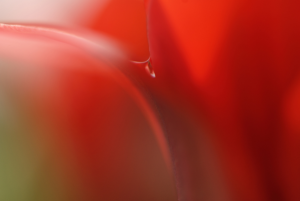 ~Tulpenlinien~