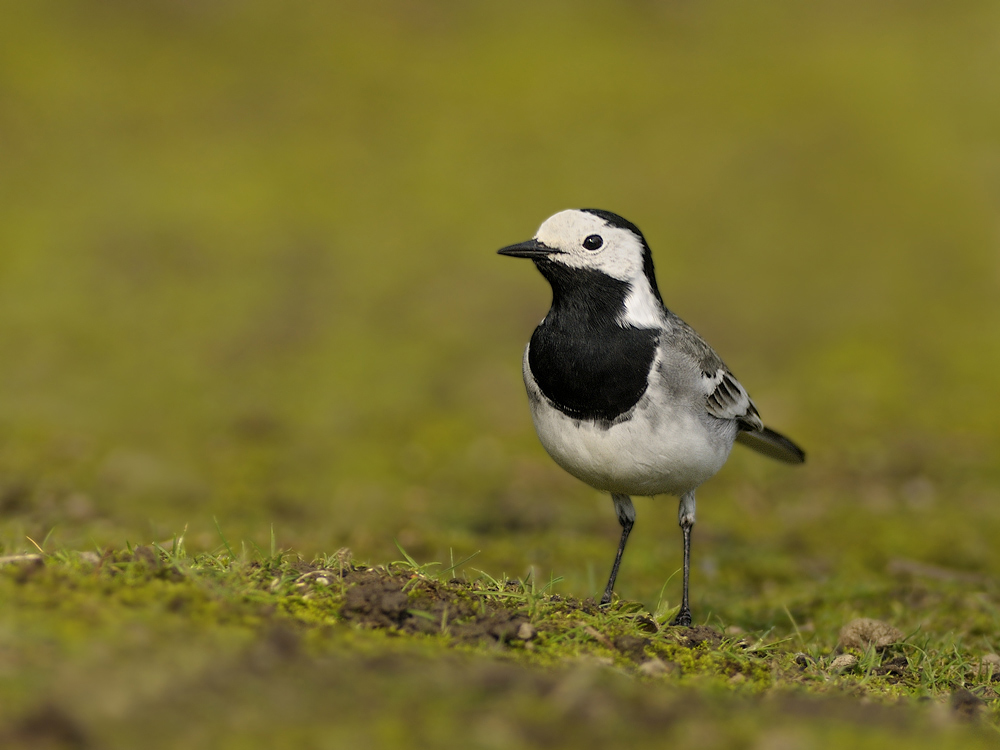 Bachstelze (Motacilla alba)