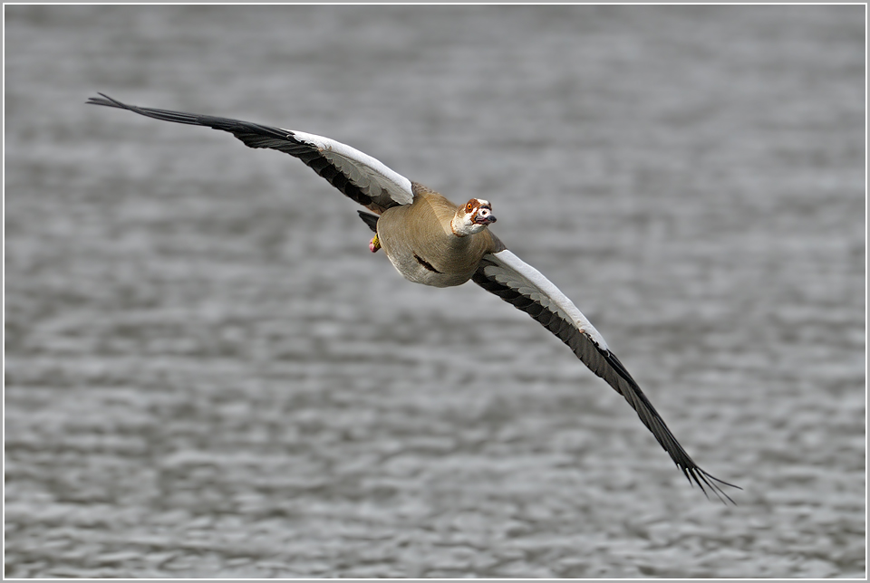 Flugstudie Nilgans