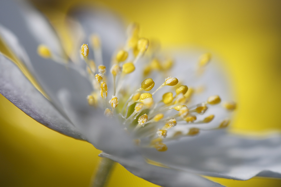 Zitronensorbet (Forum für Naturfotografen)