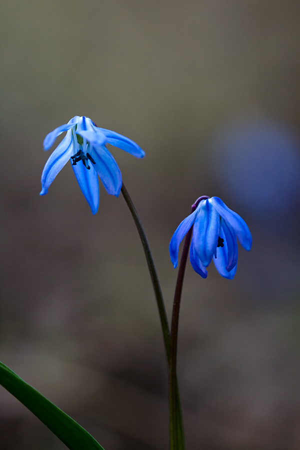 Scilla bifolia