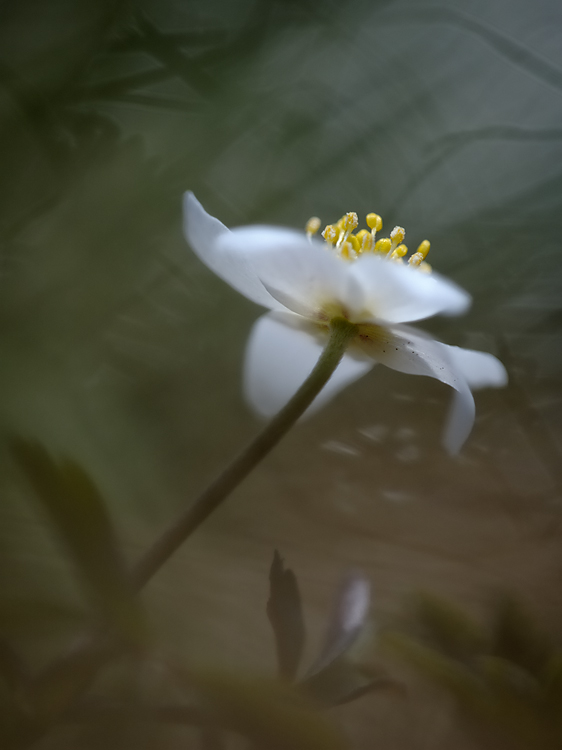 Buwirö mit Velvia-Anmutung