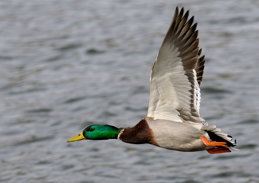 Der Flug des Erpels