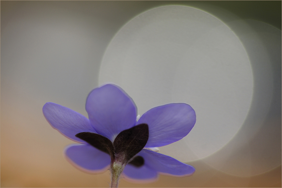 Zum Licht