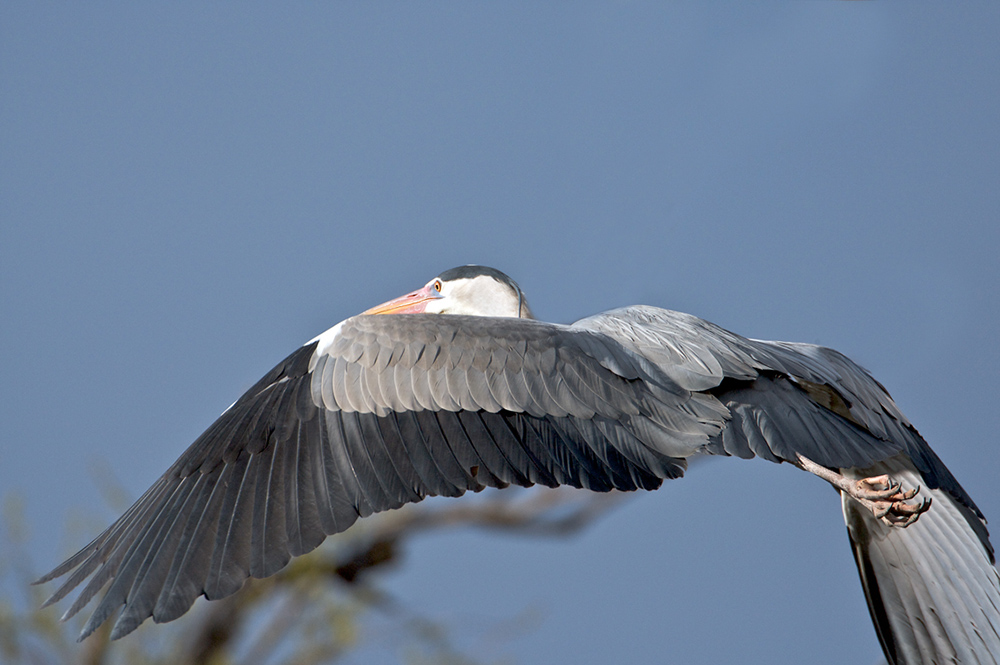 reiherflug